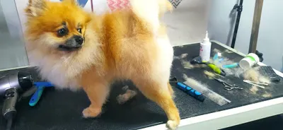 Nowy York spa dla psa